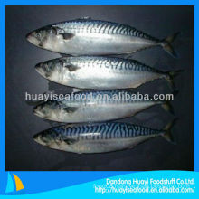 frozen mackerel fish spanish mackerel